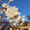 神社の桜