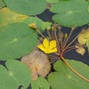 日光だいやがわ公園　～池の水面全体を彩るアサザ～