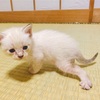 子猫が消えた！