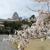 姫路城の桜