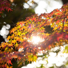 akahige撮影日記　〜紅葉、野鳥編〜