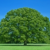 🌳 樹木系 おすすめギフト🎁