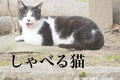 しゃべる猫