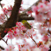 熱海桜が満開です③