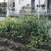 菜の花