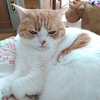 ここにゃの経過♪(=^^=)
