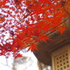 紅葉の季節、成田山新勝寺へ。不思議体験（1）