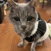 四十九日法要が終わりました。