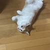 ネコが床の上に落ち始めた
