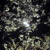 夜桜