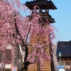 浅野川大橋の火の見櫓「しだれ桜」