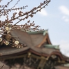 北野天満宮（京都）の梅の花のスナップなど