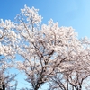 斐伊川堤防桜並木に咲いていた桜  ①（島根県雲南市木次町）