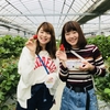 完熟いちご🍓狩り情報５月9日(水)💖開園日です‼️✨