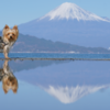 感動の三保松原！愛犬との最高のお散歩♪