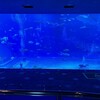 しまじまの旅 たびたびの旅 119 ……沖縄美ら海水族館