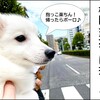 もちまろとある日のお散歩！