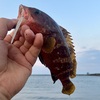 根魚好調（但しサイズは小さいのばかりでしたが。）新潟市中央区で心地よいライトゲーム。