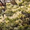 巾着田 菜の花祭り