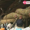 菊池神社で大しめ縄の飾り付け