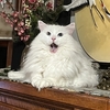 ホリディカードが行方不明