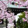 寶林寺の枝垂れ桜