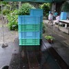 ブルーベリー農園の様子93 東広島市豊栄町