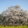 一心行の大桜開花　南阿蘇村 （熊本県）