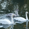 ハクチョウ飛来地を訪ねて🦢