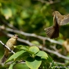 ベリーズ　日本のスズメのような White-collared Seedeater （ホワイトカラード　シードイーター） 