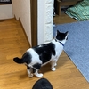 くまお1623日目の夜　くりりん保護から1039日目家族にして1010日目 くじゃく逃走から901日　くうき保護から602日目 家族にして593日目 くれよん保護から524日目　家族にして479日