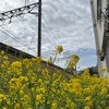 花粉症と柔術