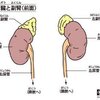 副腎皮質ホルモンって何？