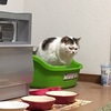 猫砂選びは難しい