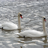 26 Mute Swan