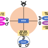 パーソナリティ障害を占星術で考えてみる～土星編～