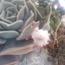 botanicalroomの日記