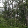 山歩き二題