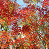 奈良倉山・坪山登山！紅葉の三頭山～鶴峠～佐野峠～びりゅう館(後編)