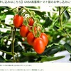 【表示義務なし】ゲノム編集トマト 野菜各種 コオロギ ミルワーム 遺伝子組み換え【ゲイツ】