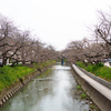 桜まつりに行ってきました 〜愛知県岩倉市・五条川