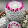 サボテンの花