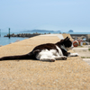 隣県東部離島のねこさん