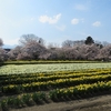 山高　神代桜　2017.04.14。