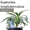 【失敗しない実生の5つのコツ】Euphorbia longituberculosa  ユーフォルビア ロンギツベルクローサ　種子から育てる