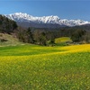 【2018年】中山高原の菜の花、今年はたくさん咲いたよ！幻の池は小さめ