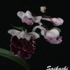 今日の花（2011.4.21）