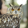 大阪城公園の鳥族