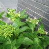 長雨でアジサイの蕾が開きました