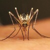 【衝撃】岐阜県で日本脳炎患者発生！知らぬ間に忍び寄る静かな脅威とは？